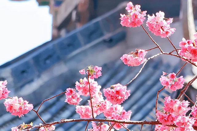 春日桐庐，花开正艳——伊顿母线桐庐之旅团建活动圆满结束！